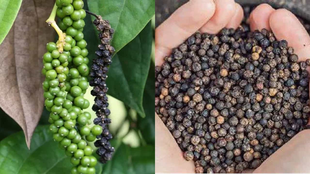 Black pepper Price: ಕರಿಮೆಣಸು ರೈತರಿಗೆ ಸಿಗಲಿದೆ ಭರ್ಜರಿ ಬೆಲೆ, ಕೆಜಿಗೆ 1000 ರೂ.ಗೆ ಏರಿಕೆ ಸಾಧ್ಯತೆ Black pepper Price: ಕರಿಮೆಣಸು ರೈತರಿಗೆ ಸಿಗಲಿದೆ ಭರ್ಜರಿ ಬೆಲೆ, ಕೆಜಿಗೆ 1000 ರೂ.ಗೆ ಏರಿಕೆ ಸಾಧ್ಯತೆ