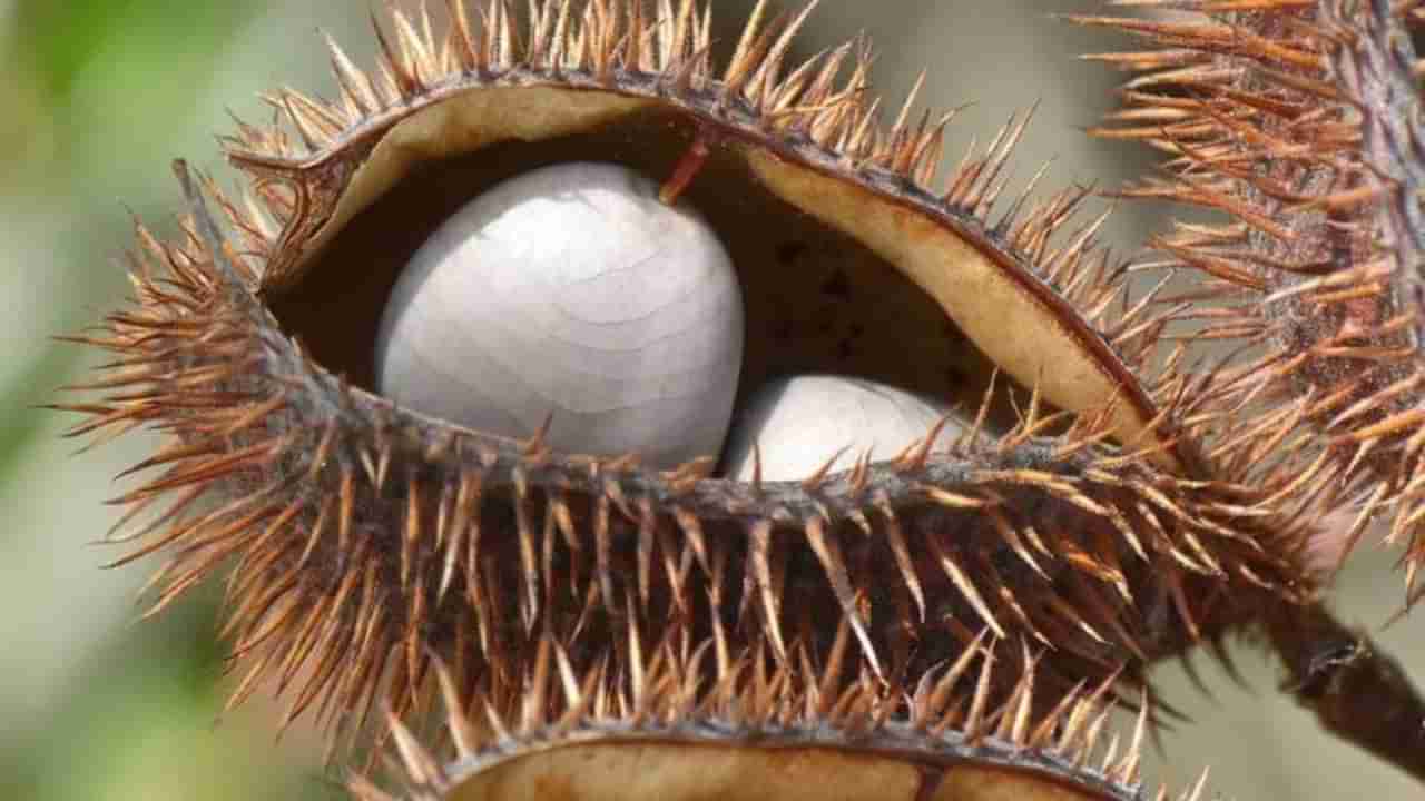 ಆನೆಕಾಲು ರೋಗ ನಿವಾರಣೆಗೆ ಗಜಗದ ಬಳ್ಳಿಯೇ ಮದ್ದು! ಈ ರೀತಿ ಬಳಸಿ