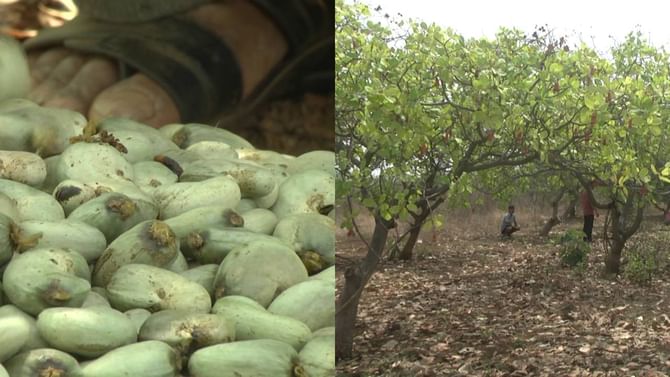 ಬಿಸಿಲು ನಾಡು ಬೀದರ್​ನಲ್ಲಿ ಗೋಡಂಬಿ ಬಳೆದ ರೈತ: ಅಪಾರ ಆದಾಯ