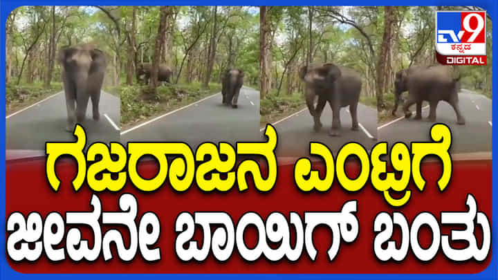 ಕಾರಿನ ಮೇಲೆ ಕಾಡಾನೆ ದಾಳಿ ಯತ್ನ, ಎದೆ ಝಲ್ ಎನ್ನಿಸುವ ವಿಡಿಯೋ ವೈರಲ್ ಕಾರಿನ ಮೇಲೆ ಕಾಡಾನೆ ದಾಳಿ ಯತ್ನ, ಎದೆ ಝಲ್ ಎನ್ನಿಸುವ ವಿಡಿಯೋ ವೈರಲ್