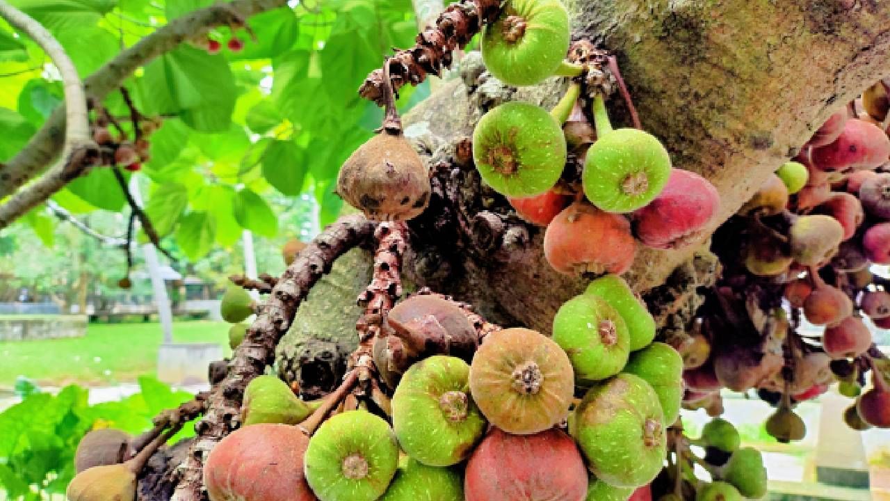 Cluster Fig Fruit Chutney: ಆರೋಗ್ಯಕ್ಕೂ ಹಿತ, ನಾಲಿಗೆಗೂ ರುಚಿ ಈ ಅತ್ತಿ ಕಾಯಿ ಚಟ್ನಿ