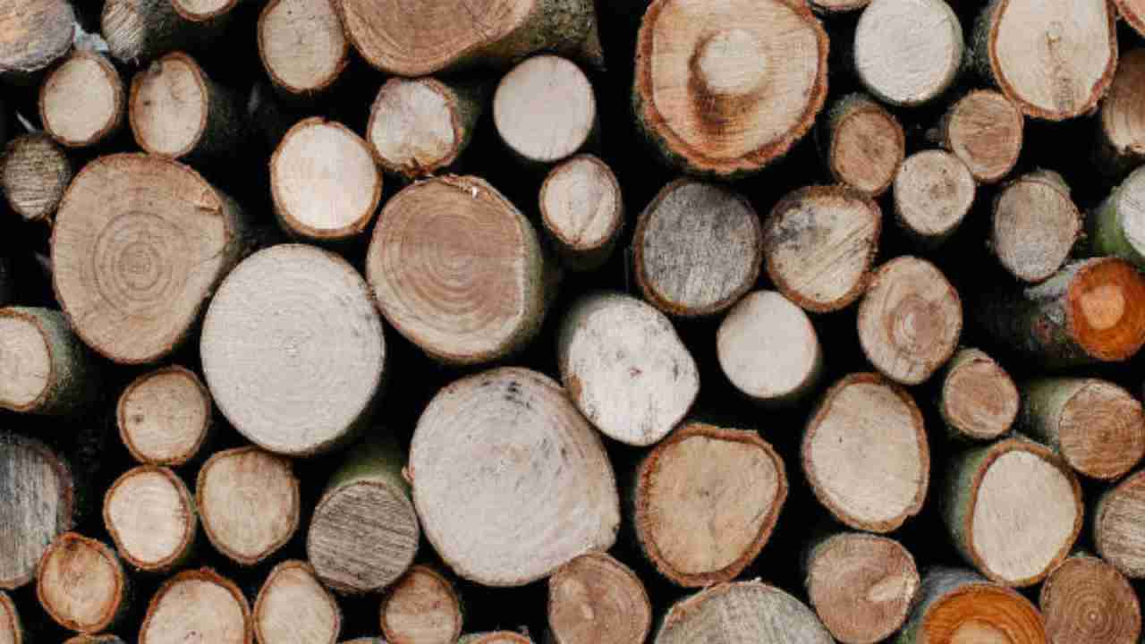 ಅರಣ್ಯ ಪ್ರದೇಶದಲ್ಲಿ ಮರ ಕಳ್ಳತನಕ್ಕೆ ಯತ್ನ: ಆರೋಪಿಗಳಿಗೆ ವಿಚಿತ್ರ ಶಿಕ್ಷೆ ವಿಧಿಸಿದ ಕೋರ್ಟ್​