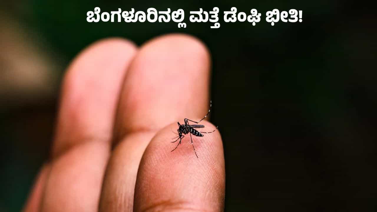ಬೆಂಗಳೂರಿನಲ್ಲಿ ಸೈಲೆಂಟ್​ ಆಗಿ ಡೆಂಘಿ ಹೆಚ್ಚಳ: ಮೂರುವರೇ ತಿಂಗಳಲ್ಲಿ 435 ಮಂದಿಗೆ ಡೆಂಘಿ ದೃಢ