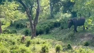 VIDEO: ಮೊದಲು ಕಿತ್ತಾಟ… ಆಮೇಲೆ ಸ್ನೇಹಹಸ್ತ: ಇದು ವಿರಾಟ್ ಕೊಹ್ಲಿ
