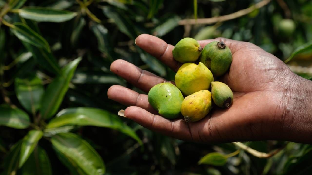 ಜಲಸಂಚಯನ: ಈ ಬೇಸಿಗೆಯ ಸುಡುವ ಶಾಖದಲ್ಲಿ, ದೇಹವನ್ನು ಹೈಡ್ರೇಟ್ ಆಗಿರಿಸುವುದು ತುಂಬಾನೇ ಮುಖ್ಯ. ಹಾಗಿರುವಾಗ ನೀವು ಹಸಿ ಮಾವನ್ನು ಸೇವನೆ ಮಾಡಬಹುದು. ಇದರಲ್ಲಿ ಸಾಕಷ್ಟು ನೀರಿನಾಂಶವಿದ್ದು, ಇದು ದೇಹವನ್ನು ಉಲ್ಲಾಸಕರ ಮತ್ತು ಹೈಡ್ರೇಟಿಂಗ್ ಆಗಿಡಲು ಸಹಾಯ ಮಾಡುತ್ತದೆ. ಹುಳಿ ಇರುವ ಕಾರಣ ಮಾವಿನ ಕಾಯಿಯನ್ನು ಹಾಗೆಯೇ ತಿನ್ನಲು ಇಷ್ಟವಿಲ್ಲದಿದ್ದರೆ, ಆಮ್ ಪನ್ನಾ, ಮಾವಿನಕಾಯಿ ಚಟ್ನಿ, ಸ್ಮೂಥಿ, ಸಲಾಡ್ ತಯಾರಿಸಿ ಈ ರೂಪದಲ್ಲೂ ಮಾವಿನಕಾಯಿ ಸೇವಿಸಬಹುದು.