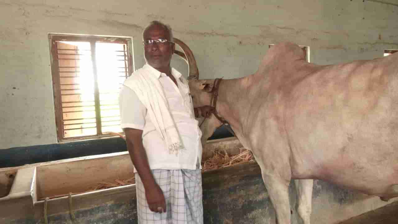 ರೈತರ ಜೀವನಾಡಿ ಎತ್ತುಗಳನ್ನೂ ಕದಿಯುತ್ತಿರುವ ಖದೀಮರು: ಅನ್ನದಾತ ಕಂಗಾಲು