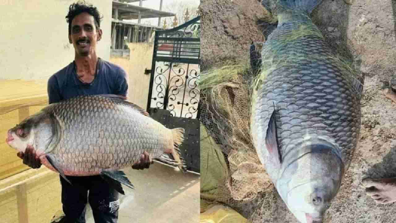 Viral: ಬಲೆಗೆ ಬಿದ್ದ ಬೃಹತ್ ಗಾತ್ರದ ಕಾಟ್ಲಾ ಮೀನು; ಬಂಪರ್ ಹೊಡೆದ ಮೀನುಗಾರ