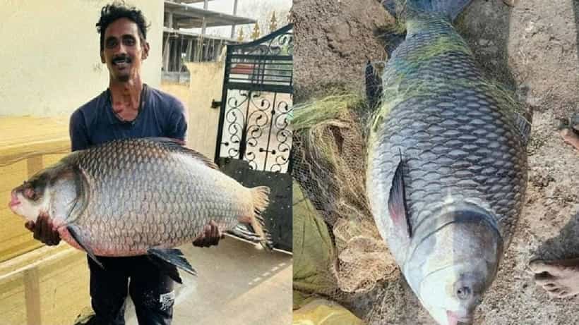 Viral: ಬಲೆಗೆ ಬಿದ್ದ ಬೃಹತ್ ಗಾತ್ರದ ಕಾಟ್ಲಾ ಮೀನು; ಬಂಪರ್ ಹೊಡೆದ ಮೀನುಗಾರ