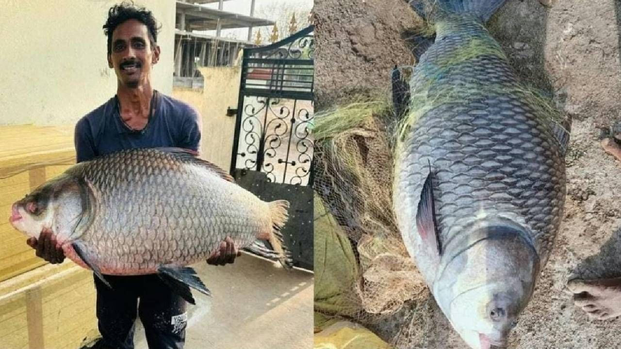 Viral: ಬಲೆಗೆ ಬಿದ್ದ ಬೃಹತ್‌ ಗಾತ್ರದ ಕಾಟ್ಲಾ ಮೀನು; ಬಂಪರ್‌ ಹೊಡೆದ  ಮೀನುಗಾರ