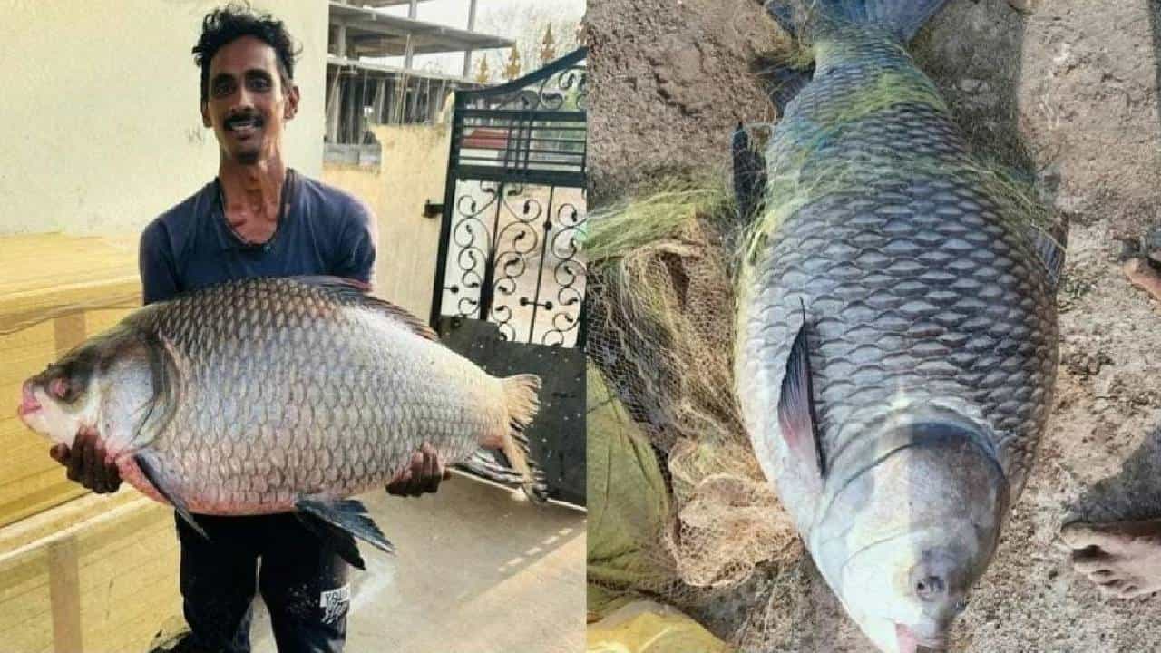 Viral: ಬಲೆಗೆ ಬಿದ್ದ ಬೃಹತ್ ಗಾತ್ರದ ಕಾಟ್ಲಾ ಮೀನು; ಬಂಪರ್ ಹೊಡೆದ ಮೀನುಗಾರ Viral: ಬಲೆಗೆ ಬಿದ್ದ ಬೃಹತ್ ಗಾತ್ರದ ಕಾಟ್ಲಾ ಮೀನು; ಬಂಪರ್ ಹೊಡೆದ ಮೀನುಗಾರ