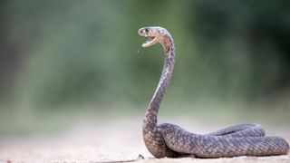 ಮೂರು ಫೋಟೋ, ಒಂದು ಕ್ಯಾಪ್ಶನ್; ಎರಡನೇ ಮದುವೆ ವದಂತಿಗೆ ಫುಲ್​ ಸ್ಟಾಪ್ ಇಟ್ಟ ಮೇಘನಾ ರಾಜ್