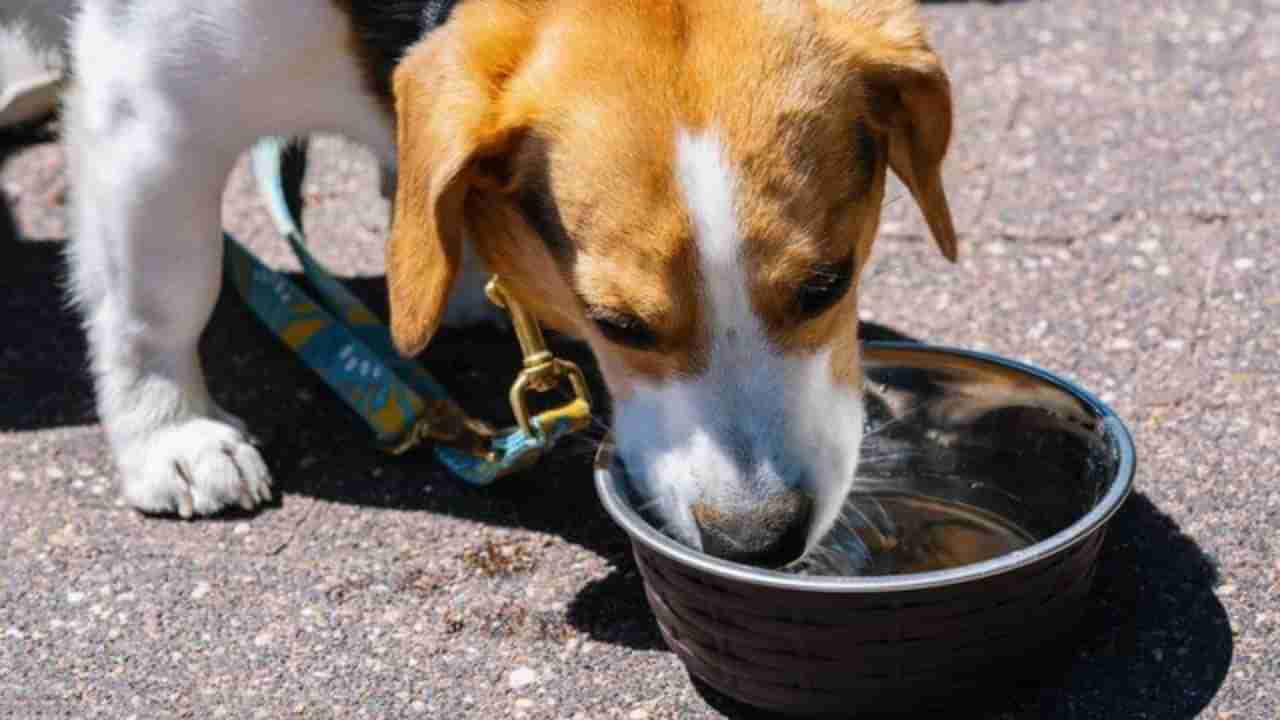 ಮನೆಯ ಶ್ವಾನಗಳಿಗೆ ಸಾರ್ವಜನಿಕ ನೀರಿನ ತೊಟ್ಟಿಗಳಲ್ಲಿ ನೀರು ಕುಡಿಯಲು ಬಿಡುತ್ತೀರಾ? ಇದು ಆರೋಗ್ಯಕ್ಕೆ ಅಪಾಯಕಾರಿ