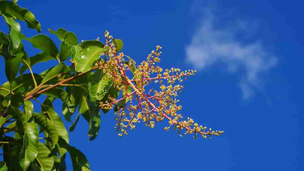 ಮಾವಿನ ಹಣ್ಣಲ್ಲ, ಹೂವುಗಳನ್ನು ಎಂದಾದರೂ ಸೇವನೆ ಮಾಡಿದ್ದೀರಾ? ಇದರಿಂದ ಸಿಗುವ ಉಪಯೋಗವೇನು ತಿಳಿದುಕೊಳ್ಳಿ