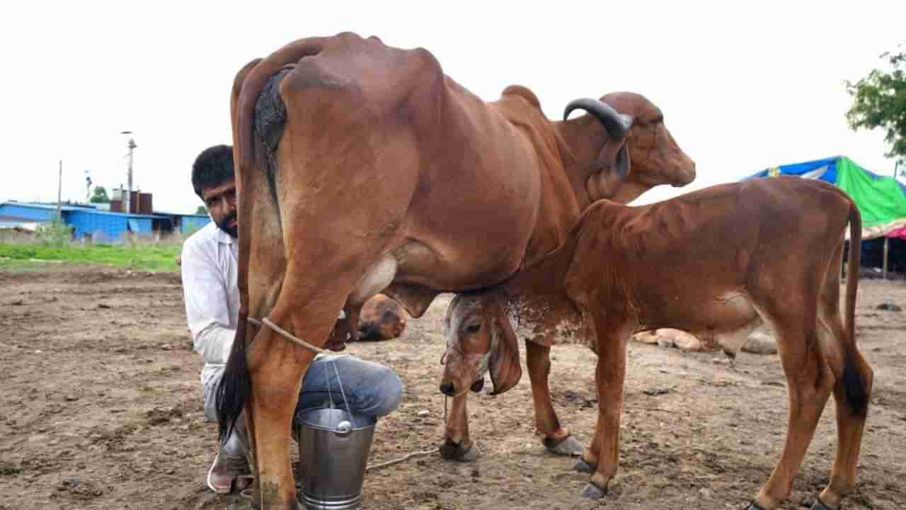 ಹಾಲು ಉತ್ಪಾದಕರ ಆಕ್ರೋಶಕ್ಕೆ ಮಣಿದ ಹಾಲು ಒಕ್ಕೂಟ: ಲೀಟರ್​ ಹಾಲಿನ ದರ ಏರಿಕೆ
