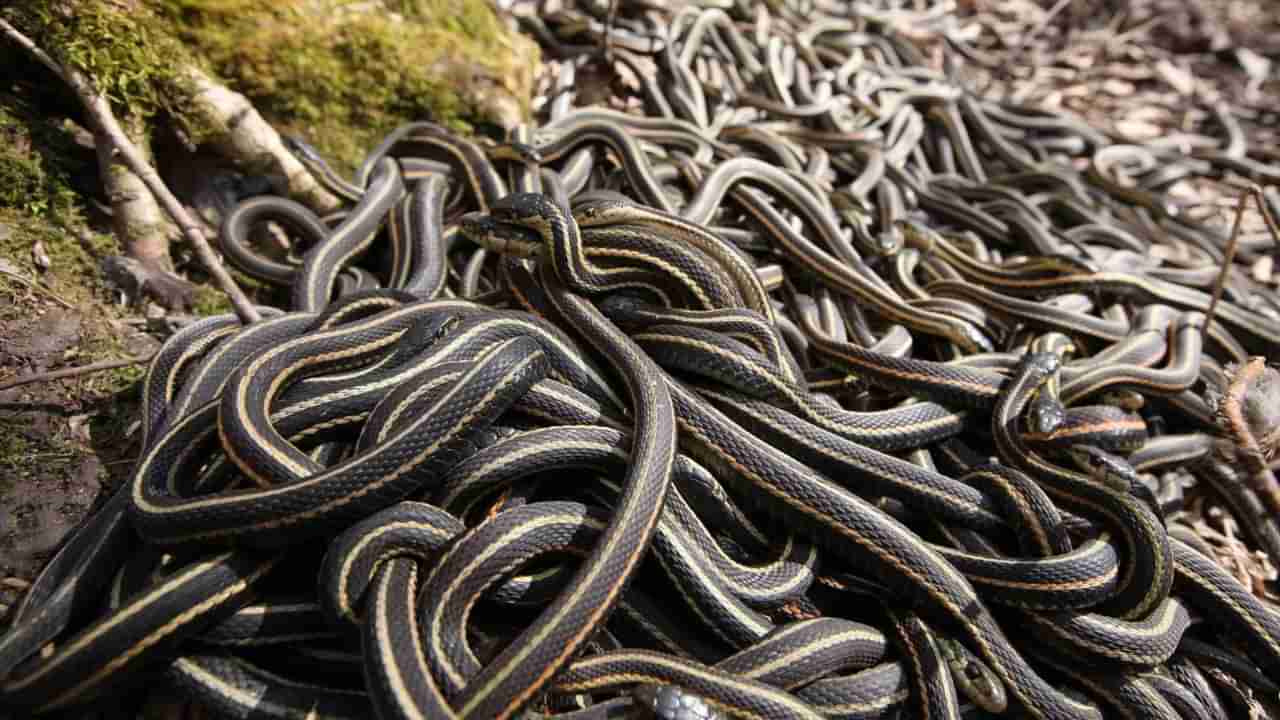 ಮನುಷ್ಯರು ಮಾತ್ರವಲ್ಲ ಹಾವುಗಳು ಹನಿಮೂನ್​​​​ಗೆ ಹೋಗುತ್ತೆ! ಈ ತಿಂಗಳಿನಲ್ಲಿ ಮಾತ್ರ ಯಾಕೆ?