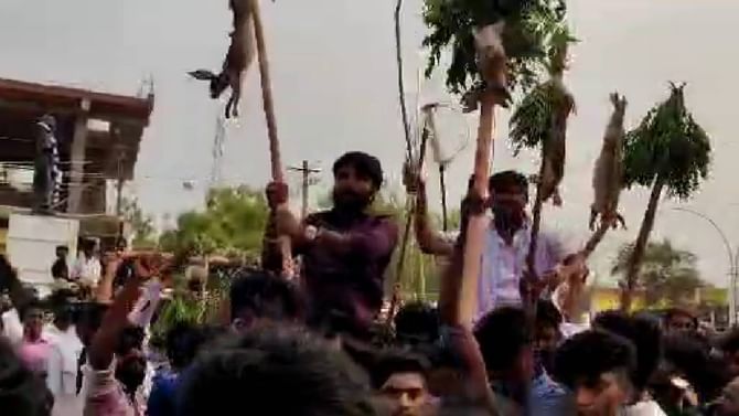 ಮಸ್ಕಿ ಕಾಂಗ್ರೆಸ್ ಶಾಸಕನ ಪುತ್ರ, ಸಹೋದರನಿಂದ ಮೊಲ ಬೇಟೆ, ಮೆರವಣಿಗೆ ಮಸ್ಕಿ ಕಾಂಗ್ರೆಸ್ ಶಾಸಕನ ಪುತ್ರ, ಸಹೋದರನಿಂದ ಮೊಲ ಬೇಟೆ, ಮೆರವಣಿಗೆ