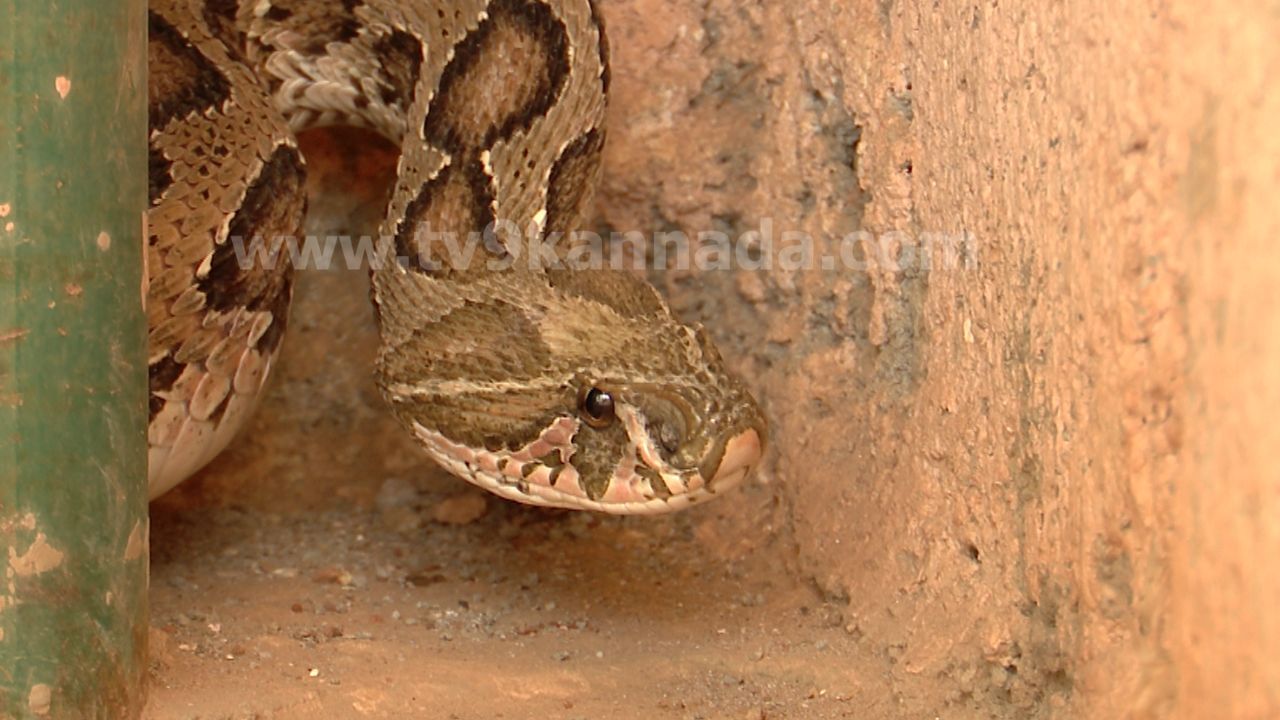 Karnataka Snakebite Cases: ಕೇವಲ 120 ದಿನಗಳಲ್ಲಿ ಕರ್ನಾಟಕದಲ್ಲಿ 3 ಸಾವಿರಕ್ಕೂ ಹೆಚ್ಚು ಮಂದಿಗೆ ಹಾವು ಕಡಿತ!