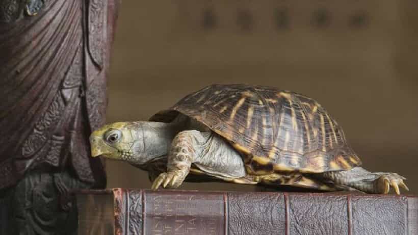 Tortoise Vastu Tips: ಮನೆಯಲ್ಲಿ ಆಮೆ ಪ್ರತಿಮೆ ಇಟ್ಟಿದ್ದೀರಾ? ಹಾಗಿದ್ರೆ ಈ ವಿಷ್ಯ ತಿಳಿದುಕೊಳ್ಳಿ