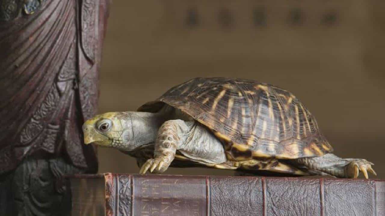 Tortoise Vastu Tips: ಮನೆಯಲ್ಲಿ ಆಮೆ ಪ್ರತಿಮೆ ಇಟ್ಟಿದ್ದೀರಾ? ಹಾಗಿದ್ರೆ ಈ ವಿಷ್ಯ ತಿಳಿದುಕೊಳ್ಳಿ Tortoise Vastu Tips: ಮನೆಯಲ್ಲಿ ಆಮೆ ಪ್ರತಿಮೆ ಇಟ್ಟಿದ್ದೀರಾ? ಹಾಗಿದ್ರೆ ಈ ವಿಷ್ಯ ತಿಳಿದುಕೊಳ್ಳಿ