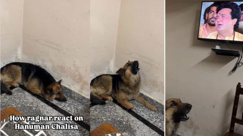 Viral: ಮಲಗಿದ್ದ ಶ್ವಾನ ಹನುಮಾನ್ ಚಾಲೀಸಾ ಕೇಳಿದ ತಕ್ಷಣ ಮಾಡಿದ್ದೇನು ನೋಡಿ!