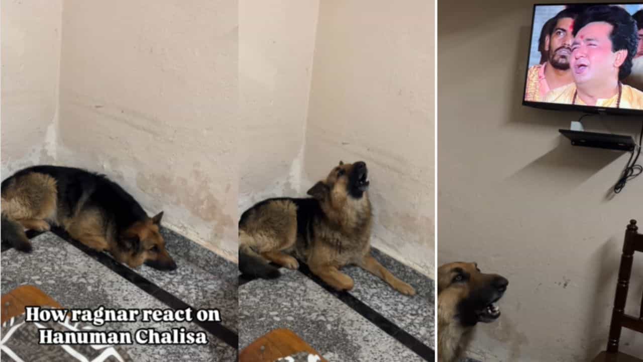 Viral: ಮಲಗಿದ್ದ ಶ್ವಾನ ಹನುಮಾನ್ ಚಾಲೀಸಾ ಕೇಳಿದ ತಕ್ಷಣ ಮಾಡಿದ್ದೇನು ನೋಡಿ! Viral: ಮಲಗಿದ್ದ ಶ್ವಾನ ಹನುಮಾನ್ ಚಾಲೀಸಾ ಕೇಳಿದ ತಕ್ಷಣ ಮಾಡಿದ್ದೇನು ನೋಡಿ!