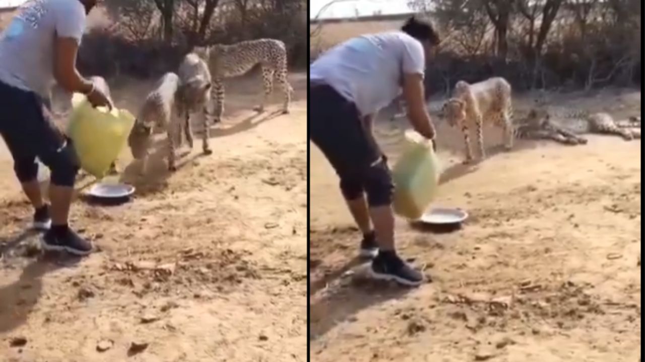 Viral : ಕುನೊ ರಾಷ್ಟ್ರೀಯ ಉದ್ಯಾನವನದ ಚೀತಾಗಳ ಬಾಯಾರಿಕೆ ನೀಗಿಸಲು ಹೋಗಿ ಫಜೀತಿಗೆ ಸಿಲುಕಿದ ಸಿಬ್ಬಂದಿ