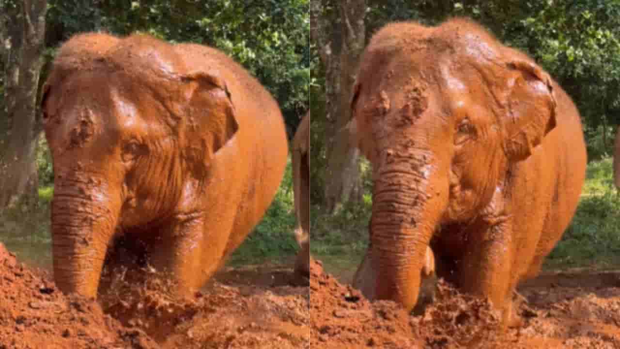 Viral : ಅಬ್ಬಬಾ ಸೆಕೆ ತಡೆಯೋಕೆ ಆಗಲ್ಲ, ಹೀಗೆ ಮಾಡಿದ್ರೆ ಮೈಯೆಲ್ಲಾ ಕೂಲ್ ಆಗುತ್ತೆ