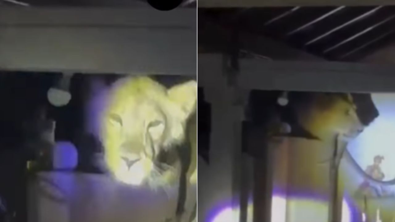 Viral: ಅಡುಗೆಮನೆ ಗೋಡೆ ಏರಿ ಮನೆಯೊಳಗೆ ಬರಲು ಪ್ರಯತ್ನಿಸುತ್ತಿರುವ ಸಿಂಹ, ಎದೆ ಝಲ್ಲೆನಿಸುತ್ತೆ ಈ ದೃಶ್ಯ Viral: ಅಡುಗೆಮನೆ ಗೋಡೆ ಏರಿ ಮನೆಯೊಳಗೆ ಬರಲು ಪ್ರಯತ್ನಿಸುತ್ತಿರುವ ಸಿಂಹ, ಎದೆ ಝಲ್ಲೆನಿಸುತ್ತೆ ಈ ದೃಶ್ಯ