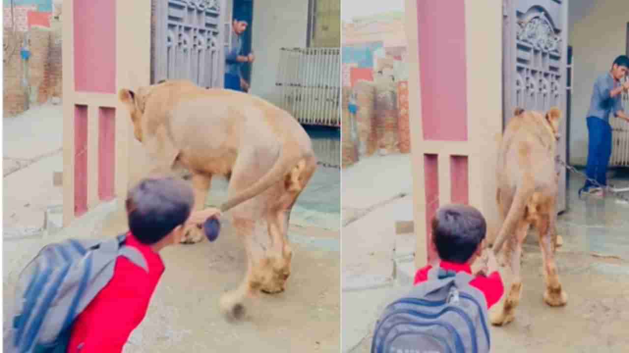Viral : ಇವನಿಗೆಷ್ಟು ಧೈರ್ಯ ನೋಡಿ, ಸಿಂಹದ ಬಾಲ ಹಿಡಿದು ಎಳೆದಾಡುತ್ತಿರುವ ಬಾಲಕ, ವಿಡಿಯೋ ವೈರಲ್