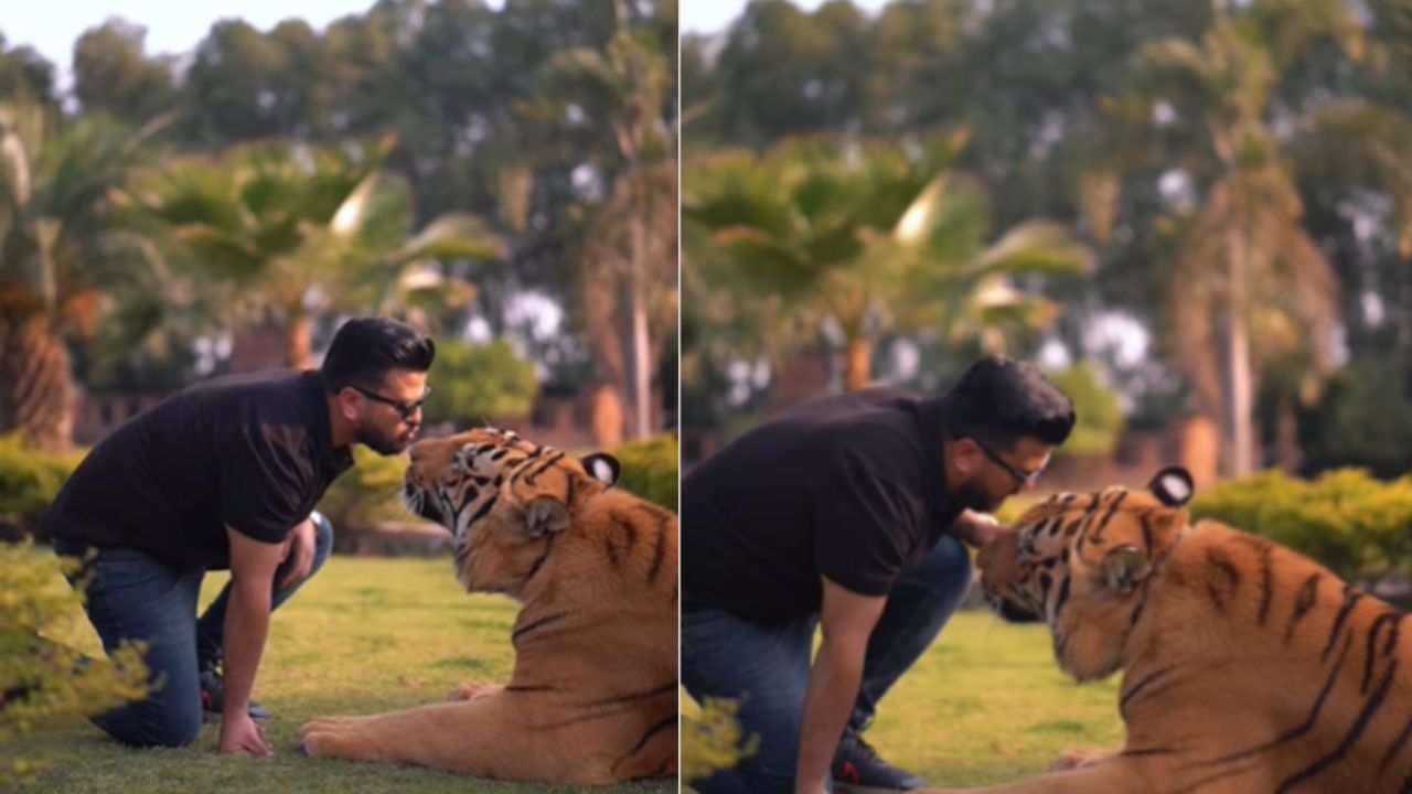 ದೈತ್ಯ ಗಾತ್ರದ ಹುಲಿಗೆ ಮುತ್ತಿಡುತ್ತಿರುವ ಇನ್ಫ್ಲುಯೆನ್ಸರ್, ಮೈ ಜುಮ್ಮ್ ಎನಿಸುತ್ತೆ ಈ ದೃಶ್ಯ