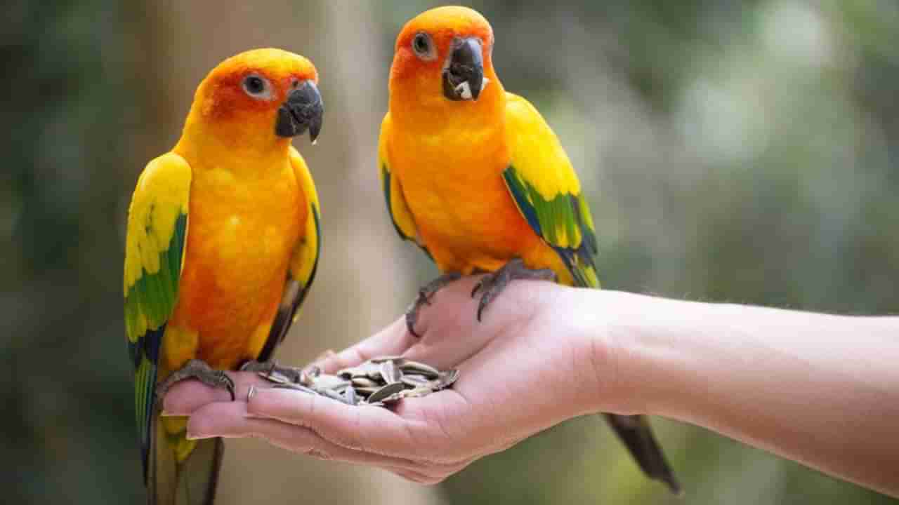 Vastu Tips for Parrot: ಮನೆಯಲ್ಲಿ ಗಿಳಿ ಸಾಕಿದ್ದೀರಾ ಅಥವಾ ಸಾಕುವ ಪ್ಲ್ಯಾನ್ ಇದ್ಯಾ? ಹಾಗಿದ್ರೆ ಈ ವಿಷ್ಯ ತಿಳಿದಿರಲಿ