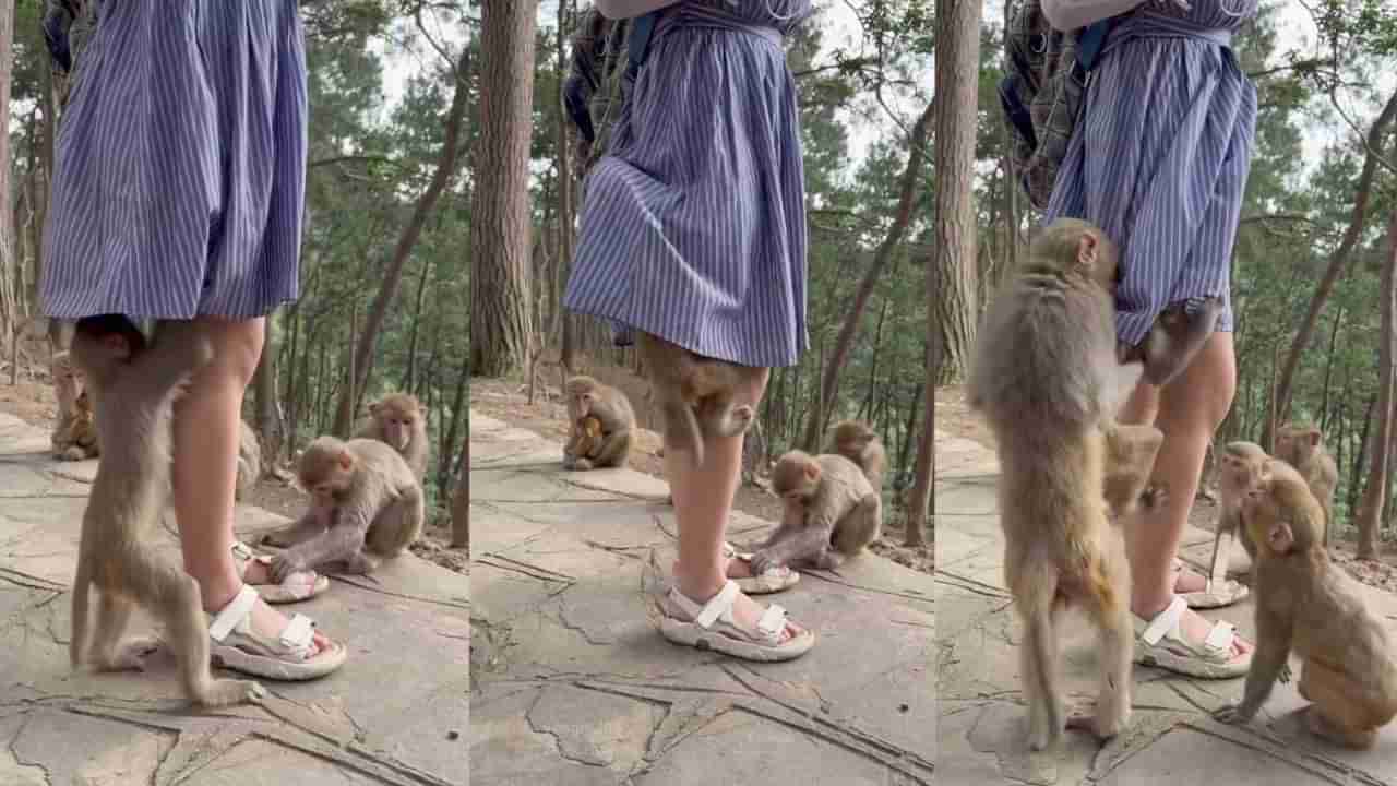 ಯುವತಿಯ ಸ್ಕರ್ಟ್ ಒಳಗೆ ಹೋದ ಕೋತಿ ಮರಿಗೆ ಗದರಿದ ತಾಯಿ ಕೋತಿ