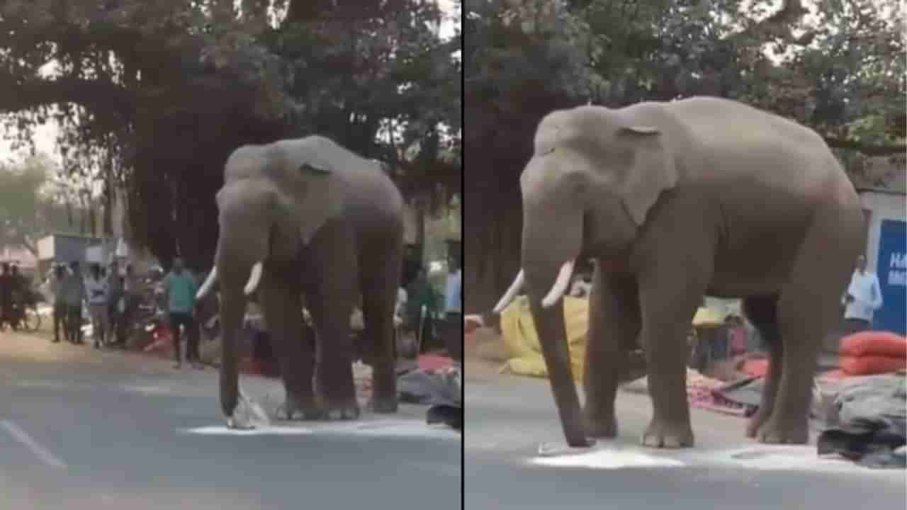 Viral: ಎತ್ತಾಕೊಂಡು ಹೋಗ್ತಾ ಇರೋದೇ; ಅಂಗಡಿಯಿಂದ ಹಿಟ್ಟಿನ ಪ್ಯಾಕೆಟ್ ಎಗರಿಸಿ ಓಡೋದ ಗಜರಾಜ