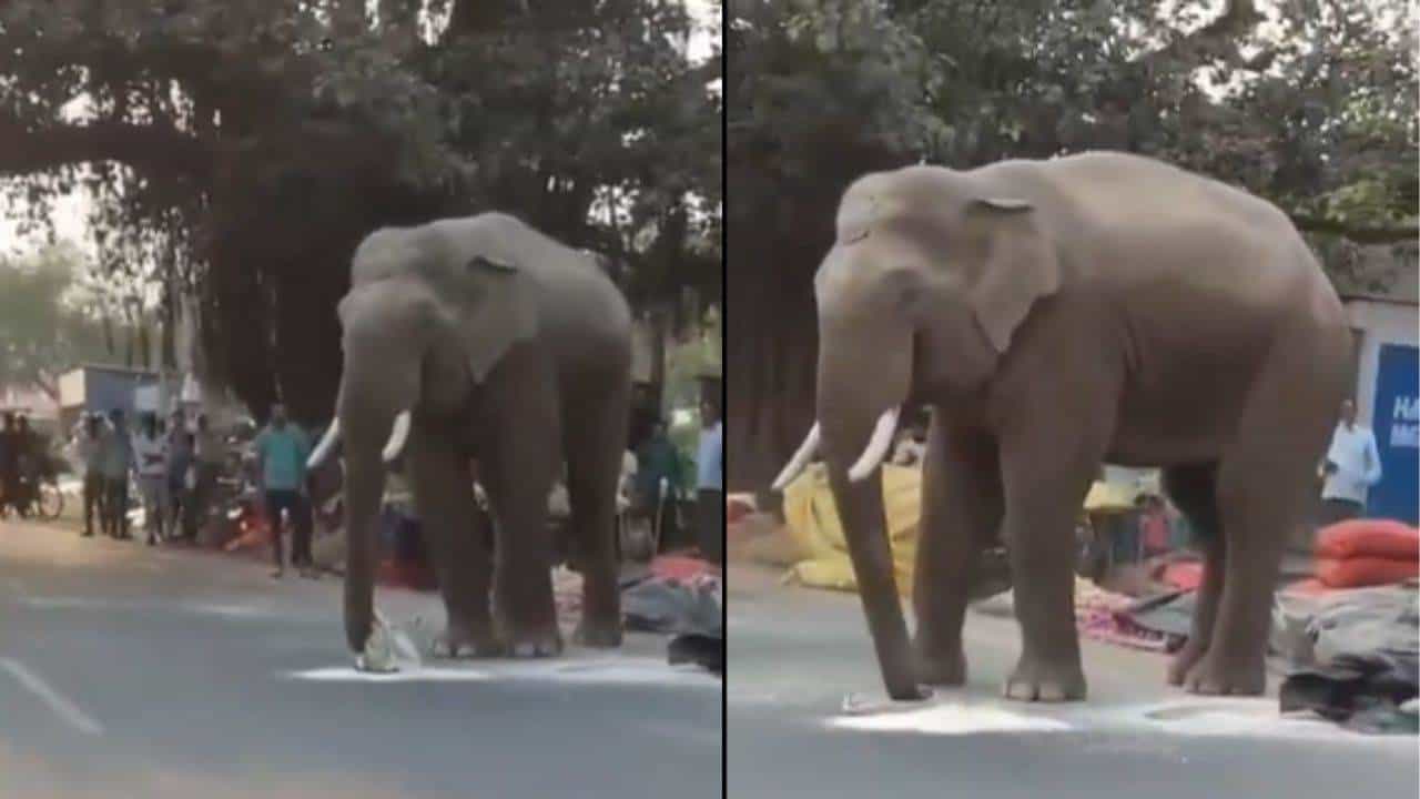 Viral: ಎತ್ತಾಕೊಂಡು ಹೋಗ್ತಾ ಇರೋದೇ; ಅಂಗಡಿಯಿಂದ ಹಿಟ್ಟಿನ ಪ್ಯಾಕೆಟ್ ಎಗರಿಸಿ ಓಡೋದ ಗಜರಾಜ Viral: ಎತ್ತಾಕೊಂಡು ಹೋಗ್ತಾ ಇರೋದೇ; ಅಂಗಡಿಯಿಂದ ಹಿಟ್ಟಿನ ಪ್ಯಾಕೆಟ್ ಎಗರಿಸಿ ಓಡೋದ ಗಜರಾಜ