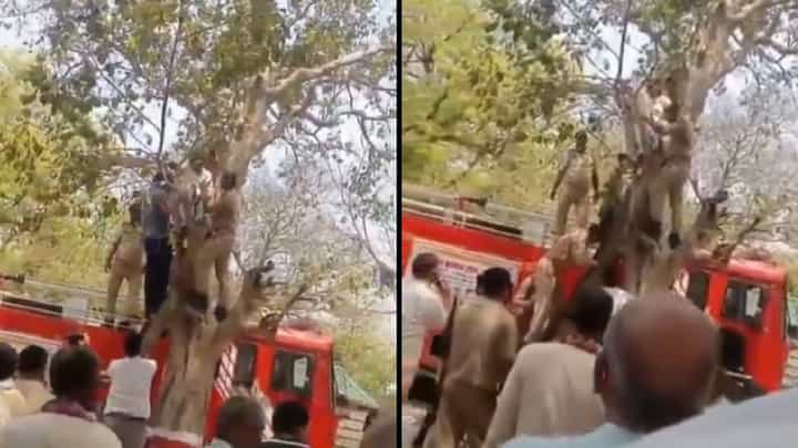 ಮ್ಯಾಜಿಸ್ಟ್ರೇಟ್ 50,000 ರೂ. ಲಂಚ ಕೇಳಿದ್ದಕ್ಕೆ ಮರ ಹತ್ತಿ ಕುಳಿತ ವೃದ್ಧೆ! ಮ್ಯಾಜಿಸ್ಟ್ರೇಟ್ 50,000 ರೂ. ಲಂಚ ಕೇಳಿದ್ದಕ್ಕೆ ಮರ ಹತ್ತಿ ಕುಳಿತ ವೃದ್ಧೆ!