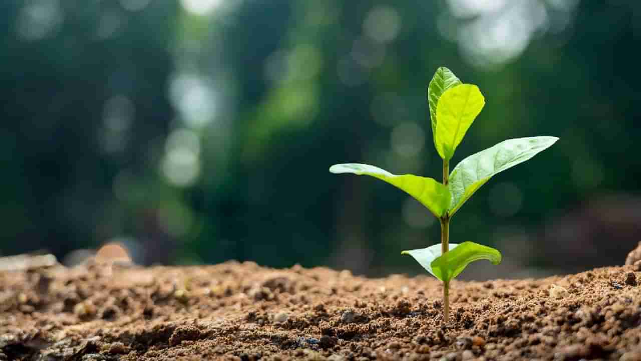 World Earth Day 2025: ಮನುಷ್ಯನ ಸ್ವಾರ್ಥಕ್ಕೆ ನಶಿಸಿ ಹೋಗುತ್ತಿದ್ದೆ ಭೂಮಿ ತಾಯಿಯ ಮಡಿಲು; ಭೂಮಿಯ ಸಂರಕ್ಷಣೆ ನಮ್ಮೆಲ್ಲರ ಹೊಣೆ