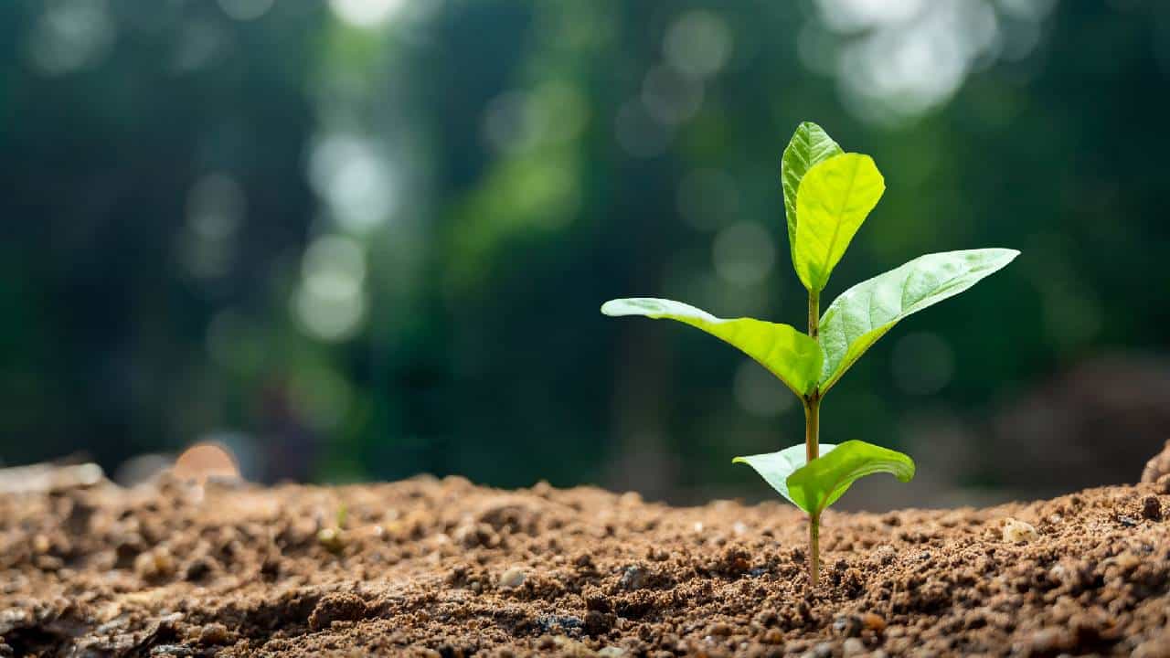 World Earth Day 2025: ಮನುಷ್ಯನ ಸ್ವಾರ್ಥಕ್ಕೆ ನಶಿಸಿ ಹೋಗುತ್ತಿದ್ದೆ ಭೂಮಿ ತಾಯಿಯ ಮಡಿಲು; ಭೂಮಿಯ ಸಂರಕ್ಷಣೆ ನಮ್ಮೆಲ್ಲರ ಹೊಣೆ World Earth Day 2025: ಮನುಷ್ಯನ ಸ್ವಾರ್ಥಕ್ಕೆ ನಶಿಸಿ ಹೋಗುತ್ತಿದ್ದೆ ಭೂಮಿ ತಾಯಿಯ ಮಡಿಲು; ಭೂಮಿಯ ಸಂರಕ್ಷಣೆ ನಮ್ಮೆಲ್ಲರ ಹೊಣೆ