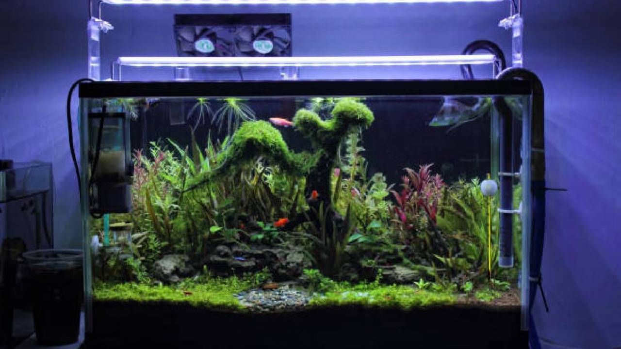 Vasthu Tips: ಮೀನಿನ ಅಕ್ವೇರಿಯಂ ಮನೆಯಲ್ಲಿಡುವ ಮೊದಲು ಈ ವಿಷ್ಯ ತಿಳಿದುಕೊಳ್ಳಿ Vasthu Tips: ಮೀನಿನ ಅಕ್ವೇರಿಯಂ ಮನೆಯಲ್ಲಿಡುವ ಮೊದಲು ಈ ವಿಷ್ಯ ತಿಳಿದುಕೊಳ್ಳಿ