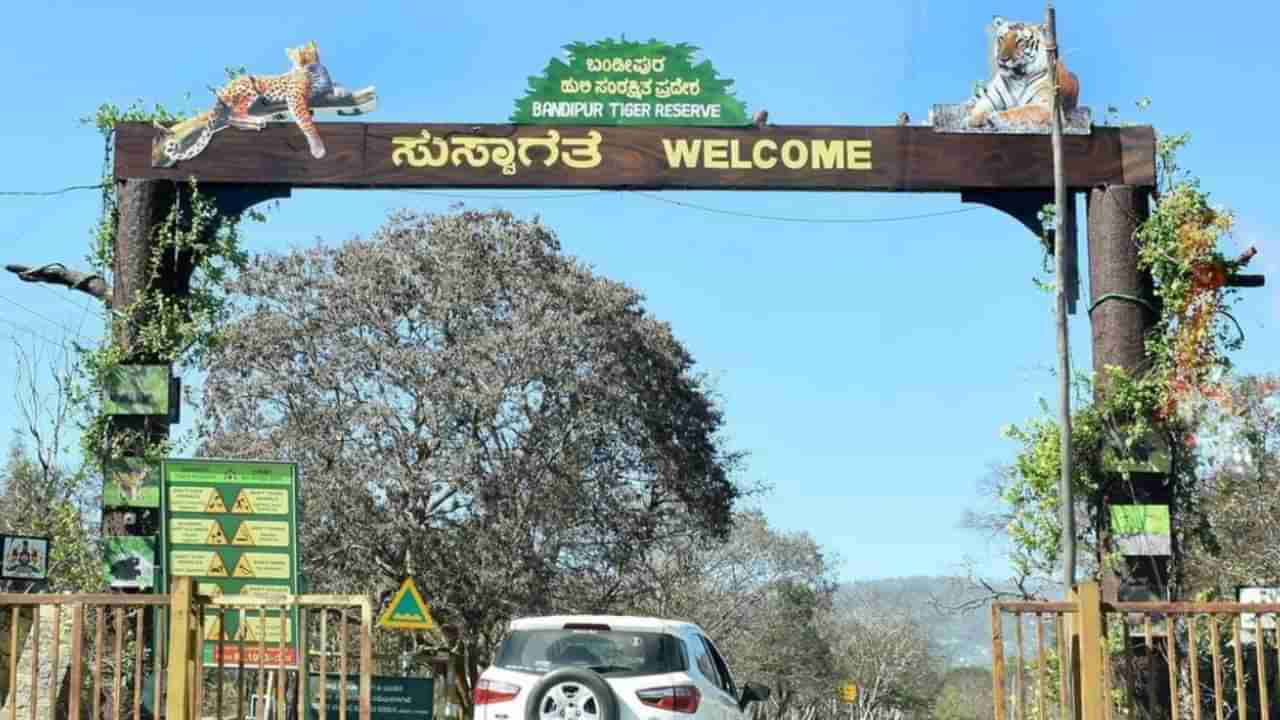 ಬಂಡೀಪುರ ಸಫಾರಿಗೆ ಹೋಗುವ ಪ್ರವಾಸಿಗರಿಗೆ ಸಿಹಿ ಸುದ್ದಿ ನೀಡಿದ ಅರಣ್ಯ ಇಲಾಖೆ