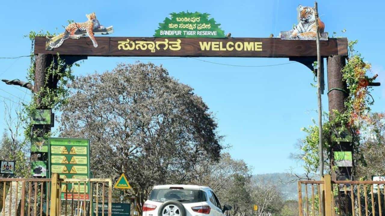 ಬಂಡೀಪುರ ಸಫಾರಿಗೆ ಹೋಗುವ ಪ್ರವಾಸಿಗರಿಗೆ ಸಿಹಿ ಸುದ್ದಿ ನೀಡಿದ ಅರಣ್ಯ ಇಲಾಖೆ ಬಂಡೀಪುರ ಸಫಾರಿಗೆ ಹೋಗುವ ಪ್ರವಾಸಿಗರಿಗೆ ಸಿಹಿ ಸುದ್ದಿ ನೀಡಿದ ಅರಣ್ಯ ಇಲಾಖೆ