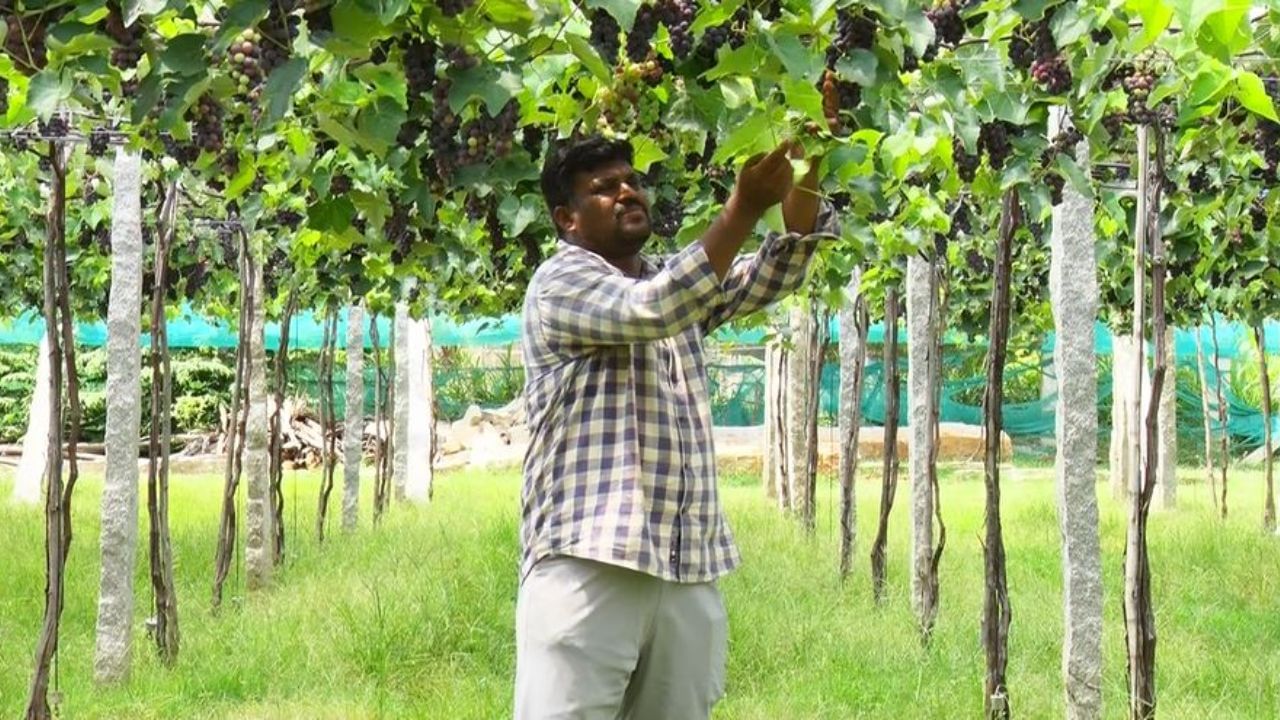 ಗ್ರಾಮದ ಯುವ ರೈತ ಪ್ರಭಾಕರ್, ಸಾಲ ಸೂಲ ಮಾಡಿ ಎರಡುವರೆ ಎಕರೆ ಜಮೀನಿನಲ್ಲಿ ಬೆಂಗಳೂರು ಬ್ಲೂ ದ್ರಾಕ್ಷಿ ಬೆಳೆದಿದ್ದಾರೆ. ಫಸಲು ಇನ್ನೇನು ಕಟಾವು ಮಾಡಬೇಕು. ಅಷ್ಟರಲ್ಲಿ ಯಾರೋ ದುಷ್ಕರ್ಮಿಗಳು ಇವರ ತೋಟದ ಮೇಲೆ ಕಣ್ಣು ಹಾಕಿದ್ದಾರೆ.