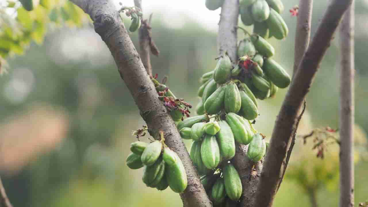 ನಿಮ್ಮ ದೇಹದ ಆರೋಗ್ಯಕ್ಕೆ ದುಷ್ಟ ಶಕ್ತಿಯಾಗಿರುವ ಬಿಪಿ, ಶುಗರ್ನ್ನು ತಡೆಯುತ್ತದೆ ಬಿಂಬಳ ಕಾಯಿ