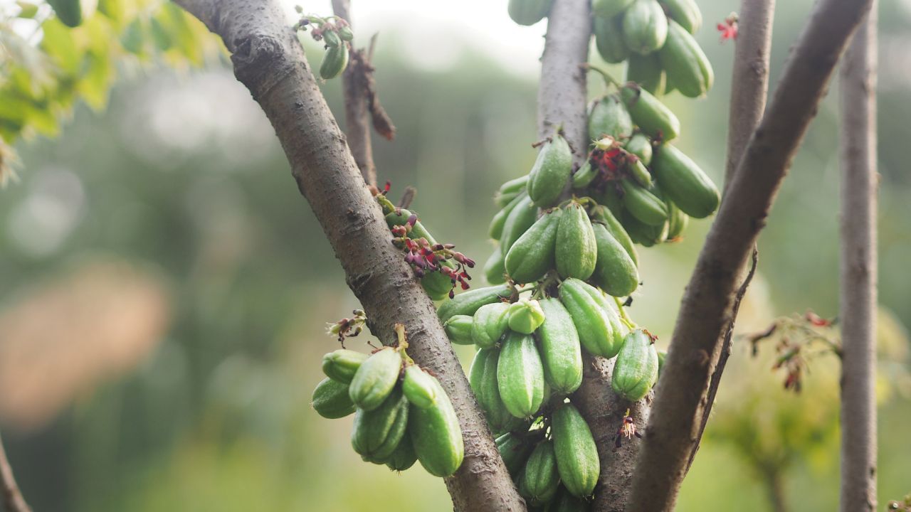 ನಿಮ್ಮ ದೇಹದ ಆರೋಗ್ಯಕ್ಕೆ ದುಷ್ಟ ಶಕ್ತಿಯಾಗಿರುವ ಬಿಪಿ, ಶುಗರ್​​ನ್ನು ತಡೆಯುತ್ತದೆ ಬಿಂಬಳ ಕಾಯಿ
