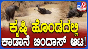 ಕೃಷಿ ಹೊಂಡದಲ್ಲಿ ಈಜಾಡಿದ ಕಾಡಾನೆ: ಗಜರಾಜನ ತುಂಟಾಟ ವಿಡಿಯೋ ನೋಡಿ