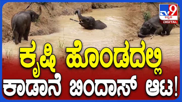 ಕೃಷಿ ಹೊಂಡದಲ್ಲಿ ಈಜಾಡಿದ ಕಾಡಾನೆ: ಗಜರಾಜನ ತುಂಟಾಟ ವಿಡಿಯೋ ನೋಡಿ ಕೃಷಿ ಹೊಂಡದಲ್ಲಿ ಈಜಾಡಿದ ಕಾಡಾನೆ: ಗಜರಾಜನ ತುಂಟಾಟ ವಿಡಿಯೋ ನೋಡಿ