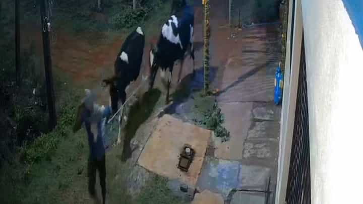 ನೆಲಮಂಗಲ: ಮನೆ ಮುಂದೆ ಕಟ್ಟಿದ್ದ ಹಸುಗಳನ್ನ ಕದ್ದು ಪರಾರಿ, ರೈತ ಕಂಗಾಲು ನೆಲಮಂಗಲ: ಮನೆ ಮುಂದೆ ಕಟ್ಟಿದ್ದ ಹಸುಗಳನ್ನ ಕದ್ದು ಪರಾರಿ, ರೈತ ಕಂಗಾಲು