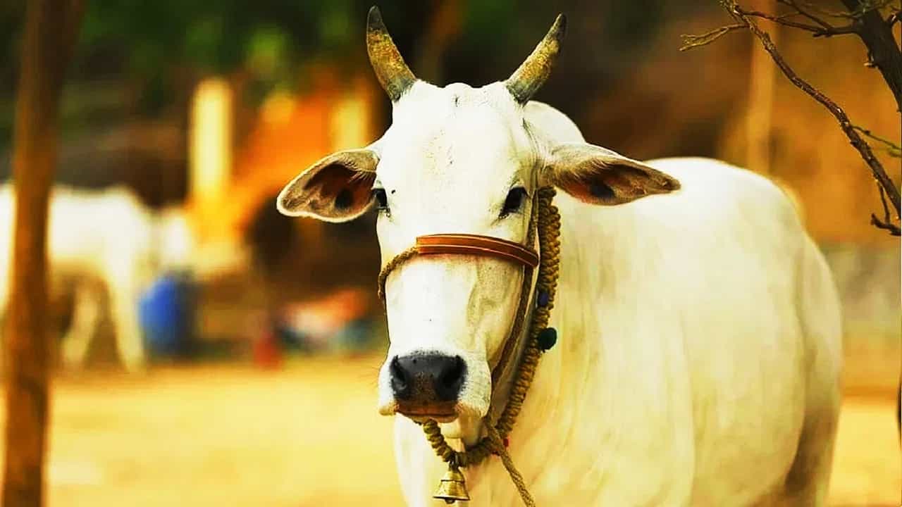 ಚಿಕ್ಕಮಗಳೂರು: ಕಡೂರು ತಮ್ಮಿಹಳ್ಳಿಯಲ್ಲಿ ಹಸುವಿನ ಕೆಚ್ಚಲು ಕತ್ತರಿಸಿ ದುಷ್ಕರ್ಮಿಗಳು ಪರಾರಿ