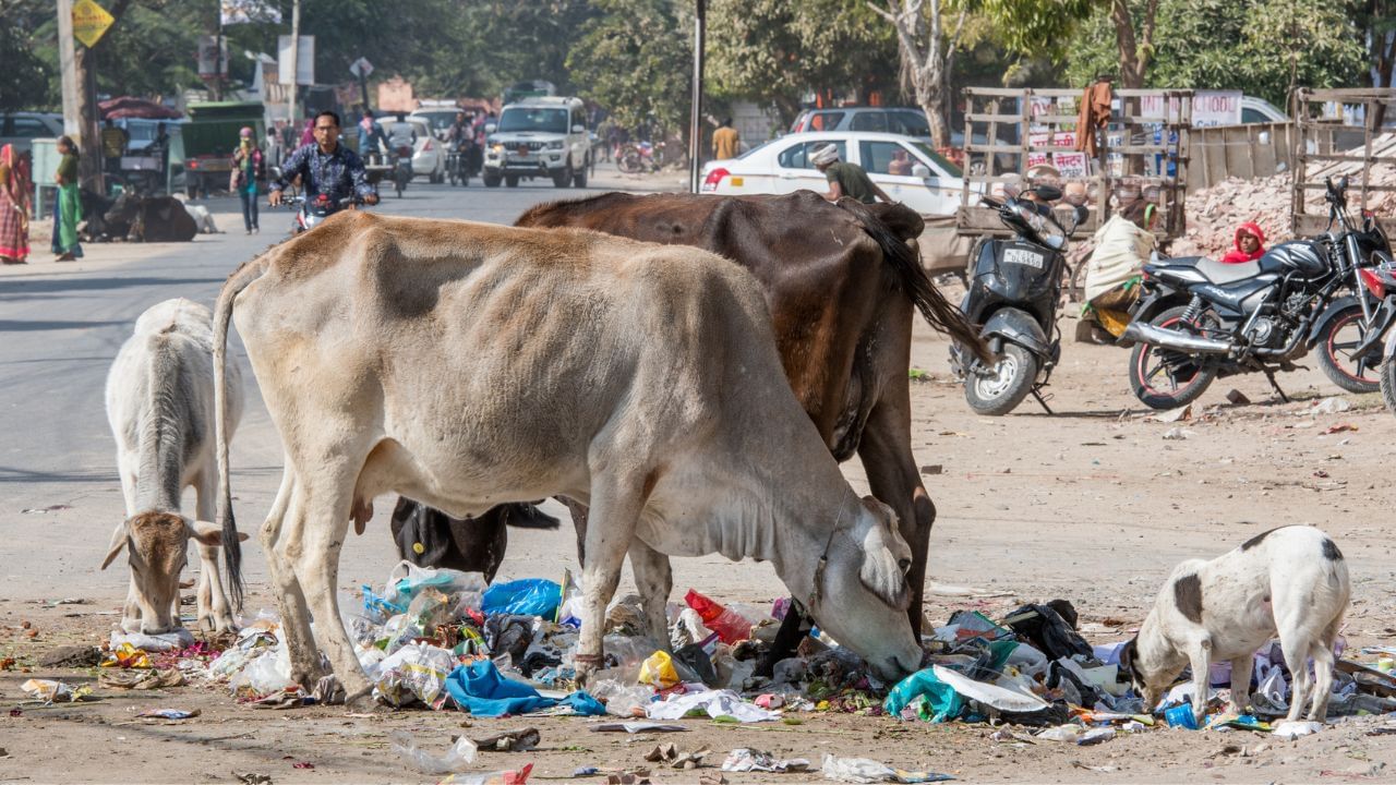 ಗೋವುಗಳು ಪ್ಲಾಸ್ಟಿಕ್​​ ತಿಂದರೆ ಏನಾಗುತ್ತದೆ ತಿಳಿದಿದೆಯೇ?