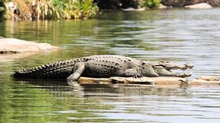 ಆಪರೇಷನ್ ಸಿಂಧೂರ್ ವೇಳೆ ಗೋಲ್ಡನ್ ಟೆಂಪಲ್​ನಲ್ಲಿ ಬಂದೂಕು ಇಟ್ಟಿರಲಿಲ್ಲ; ಭಾರತೀಯ ಸೇನೆ ಸ್ಪಷ್ಟನೆ