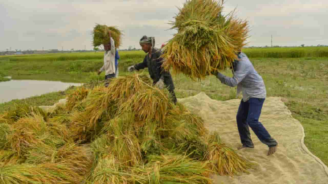 ರೈತರಿಗೆ ಖುಷಿ ಸುದ್ದಿ; 14 ಬೆಳೆಗಳ ಕನಿಷ್ಠ ಬೆಂಬಲ ಹೆಚ್ಚಳಕ್ಕೆ ಕೇಂದ್ರ ಸಂಪುಟ ಒಪ್ಪಿಗೆ
